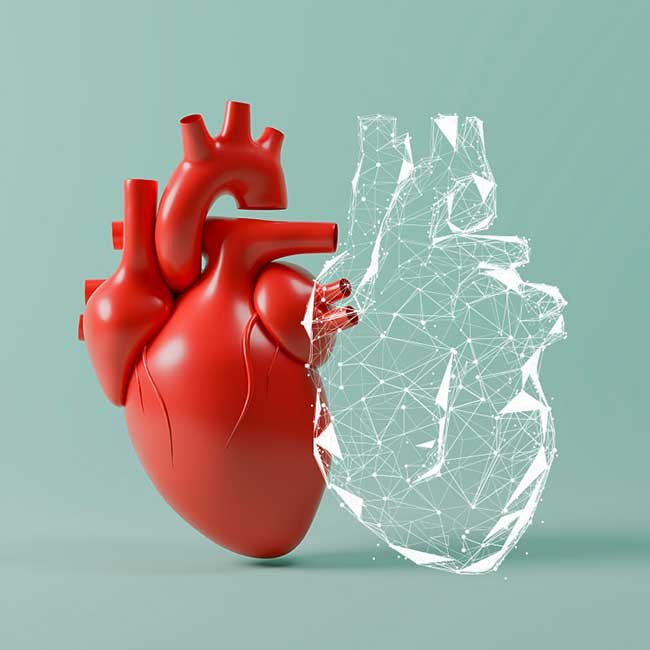 Model replika digital organ jantung 3D
